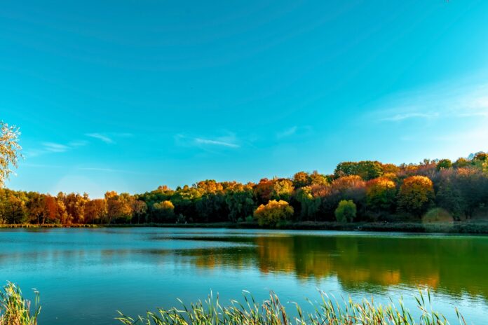 a body of water with trees around it