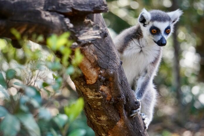 a small gray and white animal sitting on a tree branch