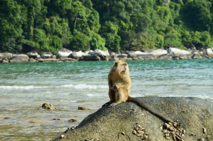 a monkey sitting on top of a large rock
